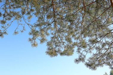 bahar orman manzara mevsimlik / ormanda yeşil arka plan ağaçları, doğada taze bahar güneşli manzara, eko kavramı