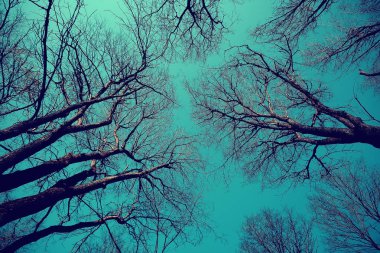 dalları sonbahar üst arka plan / soyut mevsimlik gökyüzü arka plan