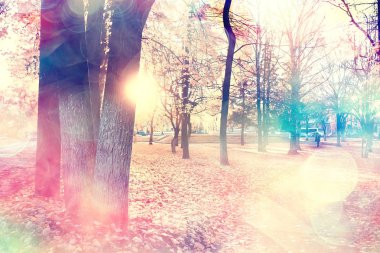 parkta sonbahar manzara / mevsimlik sarı manzara düşmüş yaprakları ile güneşli park