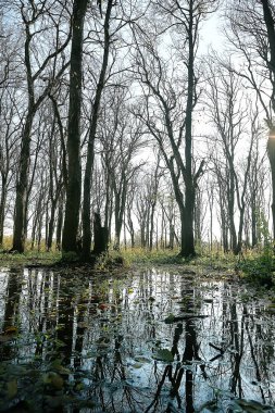 parkta sonbahar manzara / mevsimlik sarı manzara düşmüş yaprakları ile güneşli park