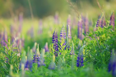 manzara kır çiçekleri / köyde büyük alan ve gökyüzü manzara, mor çiçekler yaban hayatı