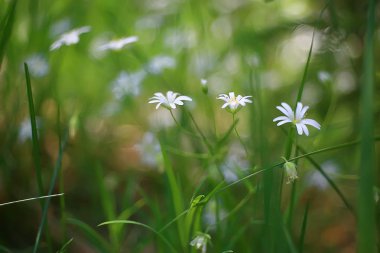 kır çiçekleri alan / doğa manzara, soyut arka plan görünümü yaz çiçekleri ayrıntıları çiçek