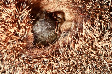 sonbahar orman / vahşi hayvan sonbahar orman, doğa, sevimli küçük dikenli kirpi kirpi kirpi