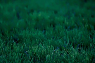 yeşil çim arka plan / soyut arka plan, doğa, taze yeşil bitki örtüsü, alan
