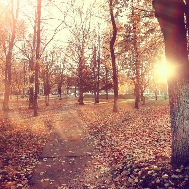 sarı bir parkta sonbahar parkı güneş manzara / mevsimlik sonbahar manzara, Ekim ayında gün batımında güneş ışınları