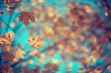 dalları sarı arka plan / soyut mevsimsel arka plan düşen güzel fotoğraf yaprakları bırakır bırakır