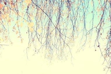 bulanık sonbahar arka plan parkı / sarı duvar kağıdı, sonbahar ormanı, mevsimlik peyzaj kavramı, ağaçlar dalları, yapraklar