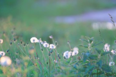 kır çiçekleri alan / doğa manzara, soyut arka plan görünümü yaz çiçekleri ayrıntıları çiçek