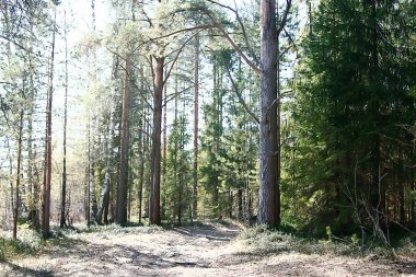 yaz ormanı manzara / yeşil ağaçlar yaz manzarası, ormanda yürüyüş, güneşli bir gün