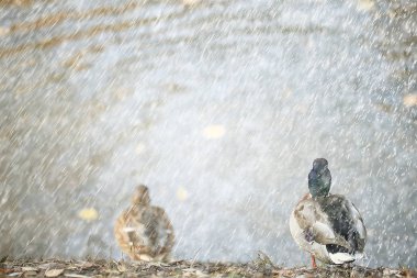 sonbahar yağmur arka plan damla / yağmurlu havalarda soyut sonbahar manzara, parkta mevsimsel manzara