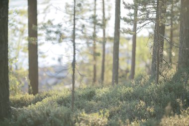 yaz ormanı manzara / yeşil ağaçlar yaz manzarası, ormanda yürüyüş, güneşli bir gün