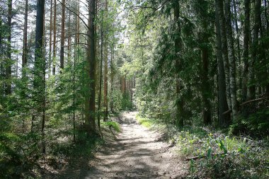 yaz ormanı manzara / yeşil ağaçlar yaz manzarası, ormanda yürüyüş, güneşli bir gün