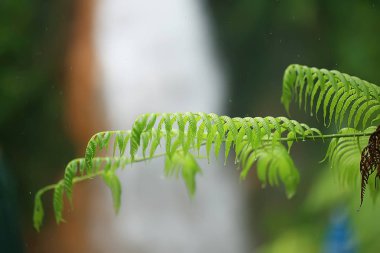 yeşil dalları arka plan bırakır / soyut görünüm mevsimlik yaz ormanı, yeşillik yeşil, eko kavram