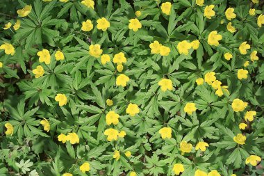 yabani çiçekler üst görünüm arka plan / soyut mevsimsel arka plan, yaz küçük çiçekler, doğa bahar, çiçek soyutlama