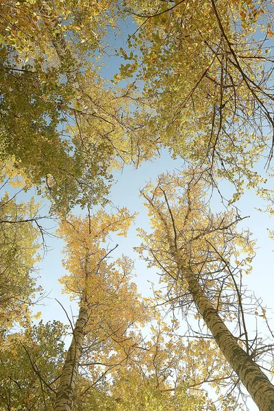 Olhar Para Cima Ramos Árvores Outono Fundo Abstrato Paisagem Outono — Fotografia de Stock