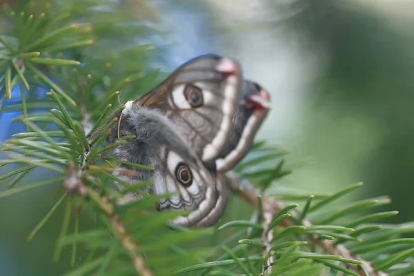 蝴蝶孔雀眼夜 昆虫美丽的蝴蝶孔雀眼 在野外 — 图库照片
