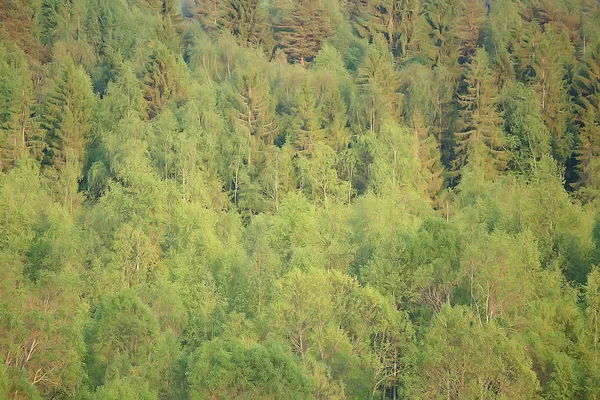 Herfst Bos Noord Landschap Het Herfst Bos Noordelijk Natuur Zicht — Stockfoto