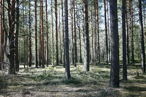 Krajina Letním Lese Zelených Stromech Letní Výhled Pěší Turistika Lese — Stock fotografie