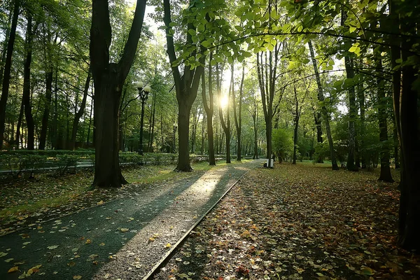 美丽的秋季公园景观 黄叶树 — 图库照片