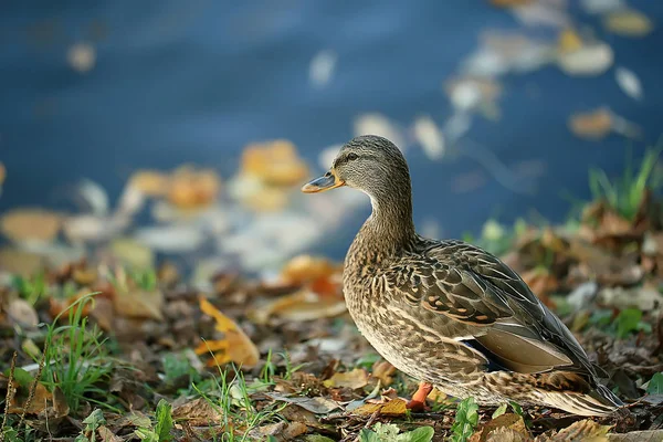 Kacsa Őszi Park Madár Parkban Tőkés Vándorló Madár — Stock Fotó