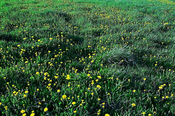 野生の花トップビューの背景 抽象的な季節の背景 夏の小さな花 自然の春 花の抽象化 — ストック写真