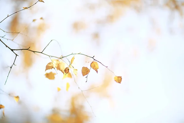 Ágak Levelek Sárga Háttér Absztrakt Szezonális Háttérben Lehulló Levelek Szép — Stock Fotó