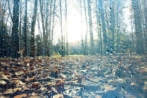 Regen Fenster Herbst Park Zweige Blätter Gelb Abstrakt Herbst Hintergrund — Stockfoto