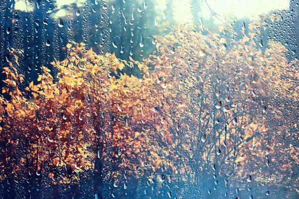 Вікно Дощу Осінній Парк Гілки Листя Жовтого Абстрактного Осіннього Фону — стокове фото
