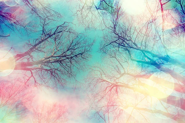 Branches Autumn Top Background Abstract Seasonal Sky Background — Stock Photo, Image