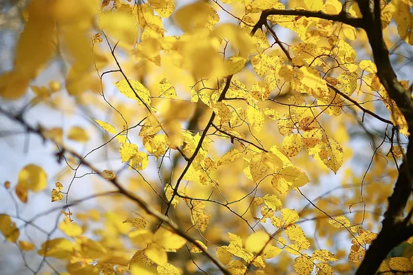 Hojas Amarillas Bokeh Fondo Estacional Hermosas Hojas Otoño Ramas Amarillas — Foto de Stock