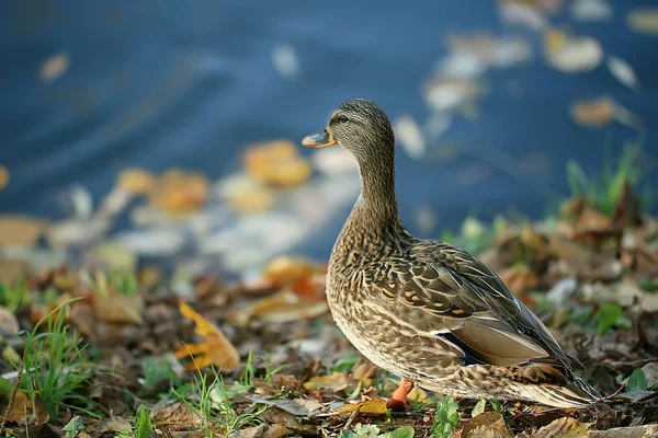 Eend Herfst Park Vijver Vogel Bij Vijver Het Park Mallard — Stockfoto