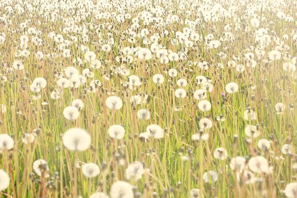 White Dandelion Field Fluff Flies Dandelion Seeds Summer Wild Flowers — Stock Photo, Image