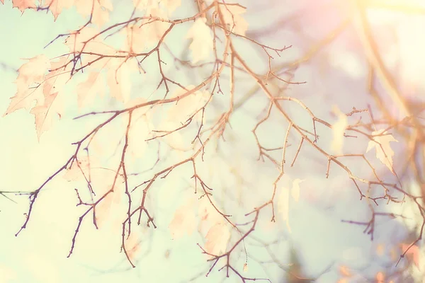 Жовте Листя Боке Сезонний Фон Красиве Осіннє Листя Жовті Гілки — стокове фото