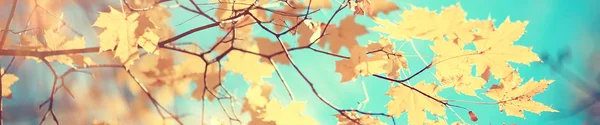 Branches Leaves Yellow Background Abstract Seasonal Background Falling Leaves Beautiful — Stock Photo, Image