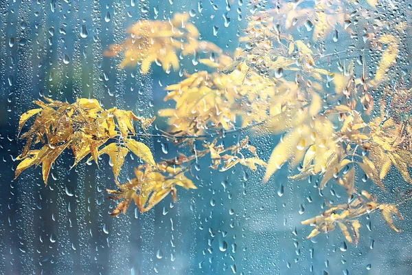 雨窓秋の公園の枝は黄色 抽象的な秋の背景 雨の窓の風景 天気10月の雨を残します — ストック写真