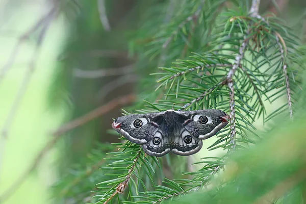 Schmetterling Pfauenauge Nachtaktiv Insekt Schöner Schmetterling Pfauenauge Freier Wildbahn — Stockfoto