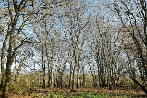 ぼやけた秋の背景公園 黄色の壁紙 秋の森 季節の風景の概念 木の枝 — ストック写真