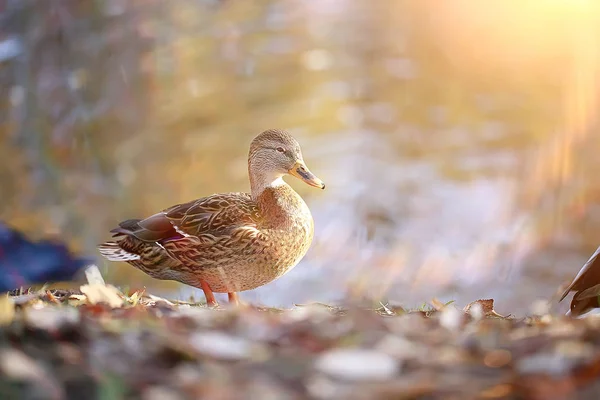 Kachní Podzimní Park Jezírko Rybníka Parku Mallard Stěhovavý Pták — Stock fotografie