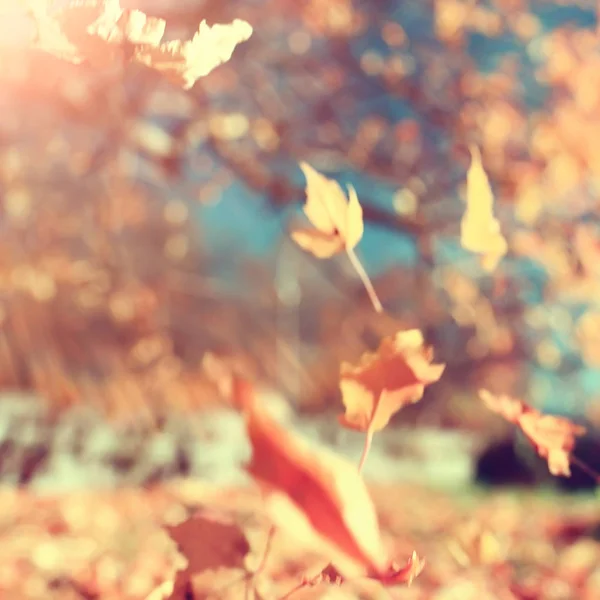 Feuilles Jaunes Bokeh Fond Saisonnier Belles Feuilles Automne Branches Jaunes — Photo