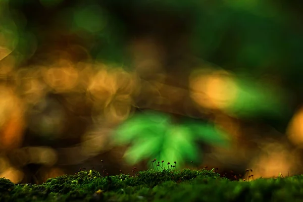 Macro Mousse Paysage Vert Abstrait Vue Naturelle Forêt Été Mousse — Photo