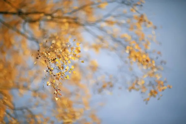 Folhas Amarelas Bokeh Sazonal Fundo Belo Outono Folhas Amarelo Ramos — Fotografia de Stock