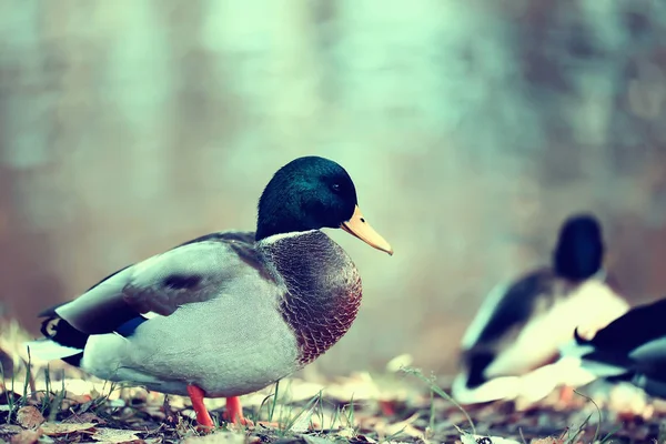 Kachní Podzimní Park Jezírko Rybníka Parku Mallard Stěhovavý Pták — Stock fotografie