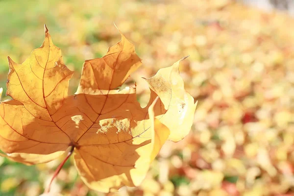 Hojas Amarillas Bokeh Fondo Estacional Hermosas Hojas Otoño Ramas Amarillas —  Fotos de Stock