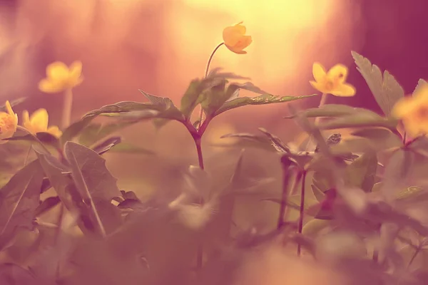 Buttercups Fleurs Fond Abstrait Fond Saisonnier Printemps Été Fleur Naturelle — Photo