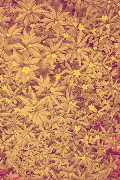 野花顶景背景 抽象季节背景 夏季小花 自然春天 花卉抽象 — 图库照片