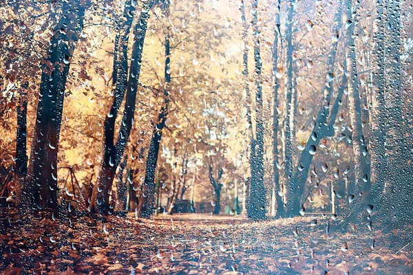 雨窓秋の公園の枝は黄色 抽象的な秋の背景 雨の窓の風景 天気10月の雨を残します — ストック写真