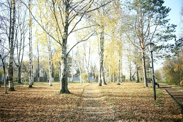 Осенний Пейзаж Парке Сезонный Желтый Пейзаж Солнечный Парк Опавшими Листьями — стоковое фото