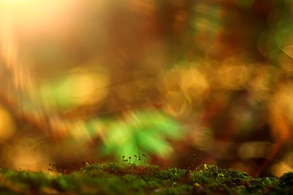 Macro Moss Landskap Grön Abstrakt Naturlig Sommarskog Moss Macro — Stockfoto