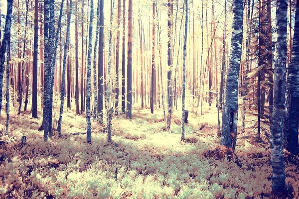 Jesienny Las Północ Krajobraz Jesiennym Lesie Północny Widok Przyrodę Sezonie — Zdjęcie stockowe