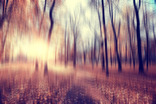 Blurred autumn background park / yellow wallpaper, autumn forest, concept of seasonal landscape, trees branches, leaves